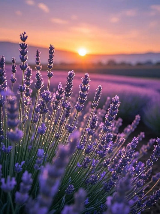 Lavender Drift - 10oz Glass Jar